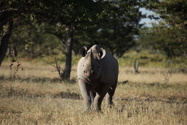 db cow moesameroep1 17 05 10[1]